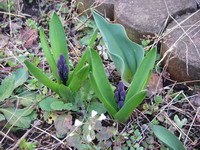 2007031103.jpg