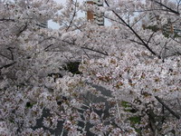 2007040103.jpg