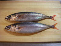 2007041501.jpg