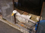 2007050903.jpg