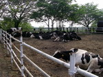 2007050910.jpg