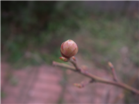 2008030906.jpg