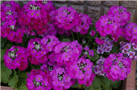 2008031304.jpg