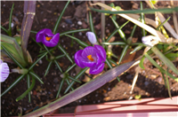 2008031307.jpg