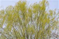 2008032304.jpg