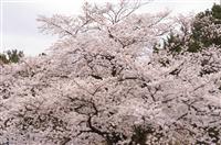 2008033002.jpg
