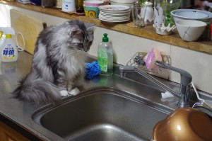 水滴を見るマリン