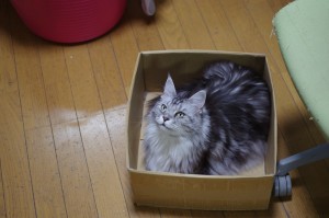 いつもの箱を取られたニャー