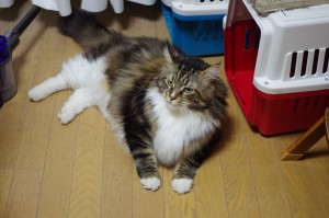 寝るところがないニャー