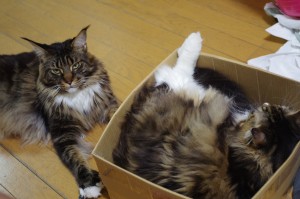 俺たちも外を走りたいニャー