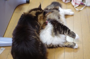 いちゃつく2匹